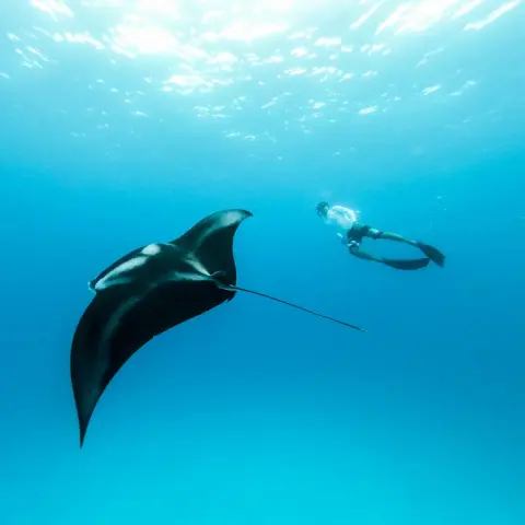 Manta rays, Nusa Penida